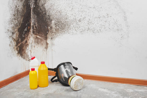 Best Mold Removal and Inspection  in Vardaman, MS