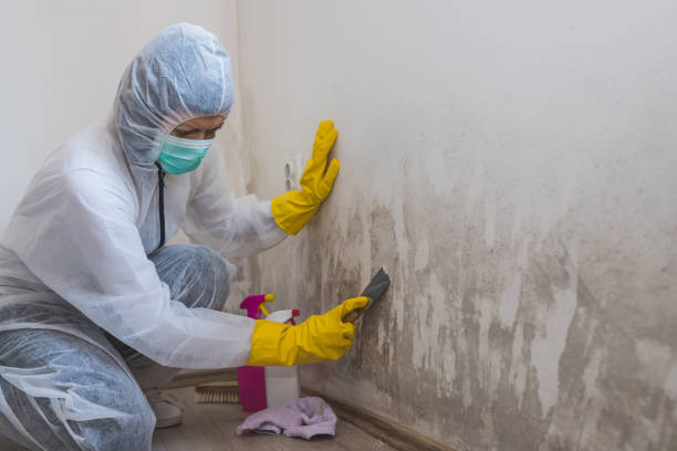 Best Mold Damage Repair  in Vardaman, MS