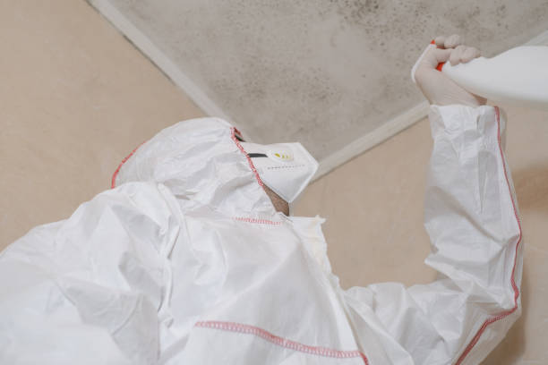 Best Same-Day Mold Removal  in Vardaman, MS