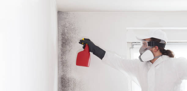 Mold Removal and Inspection in Vardaman, MS