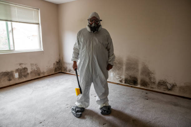 Best Black Mold Removal  in Vardaman, MS