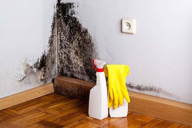 Best Professional Mold Removal  in Vardaman, MS