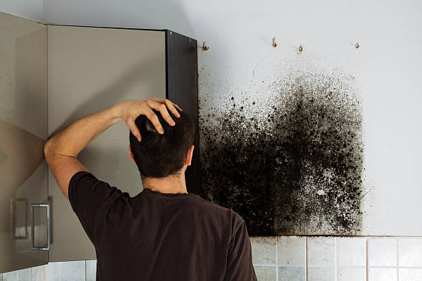 Best Attic Mold Removal  in Vardaman, MS