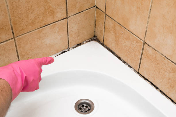 Mold Testing and Removal in Vardaman, MS
