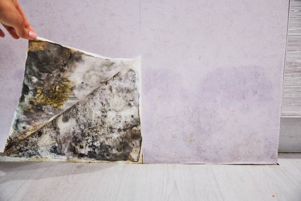 Best Mold Testing and Removal  in Vardaman, MS